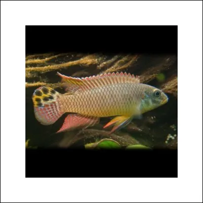 A l'état sauvage, ce poisson vit :