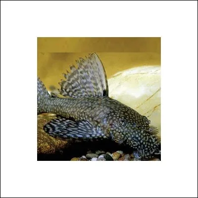 Laquelle de ces affirmations est fausse :