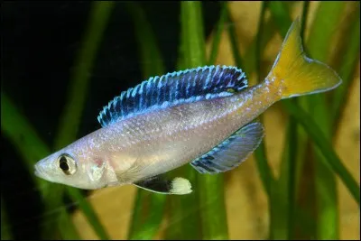 Ce poisson est originaire du lac :