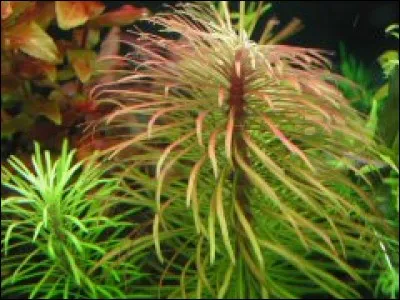 Quelle est l'origine de la plante en photo ?