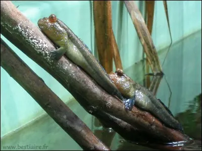 Je suis un poisson à...