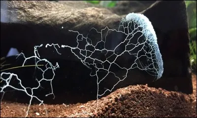 Je suis un plasmode aquatique à mi chemin entre les champignons et les amibes.