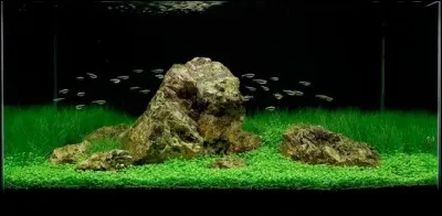 Si je vous dis : "Oyaishi, Fukuishi, Suteishi". Que me direz-vous ?