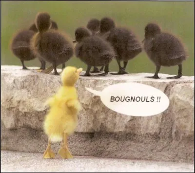 Oiseau palmipède, au bec garni de lamelles cornées !