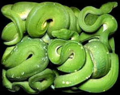 Parmi ces serpents de couleur verte, deux vivent en Amérique latine, l'autre ne se trouve qu'en Afrique. Quel est ce dernier ?