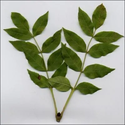 Quel arbre produit cette feuille?