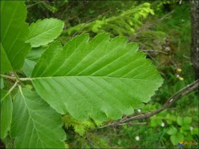 Quel arbre produit cette feuille?
