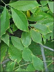 Quel arbre produit ces feuilles?