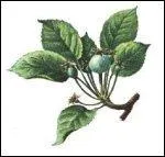 Quel arbre produit ces feuilles?