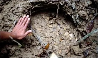  quel animal appartient cette empreinte?