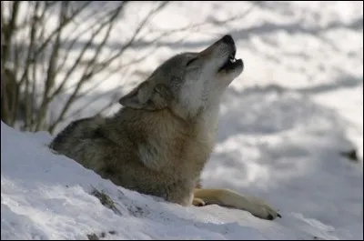 Jusqu'à combien de kilomètres peut-on entendre un loup hurler ?