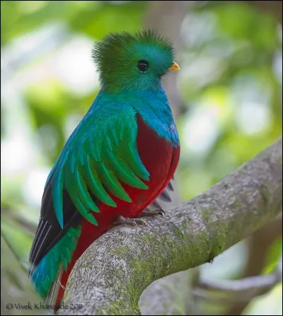 Quel est cet oiseau ?