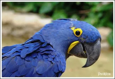 Quel est cet oiseau ?