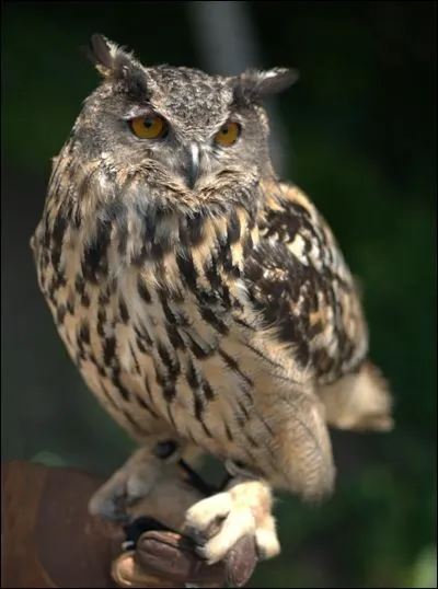 Quel est cet oiseau ?