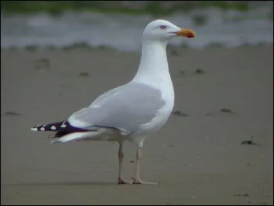 Quel est cet oiseau ?