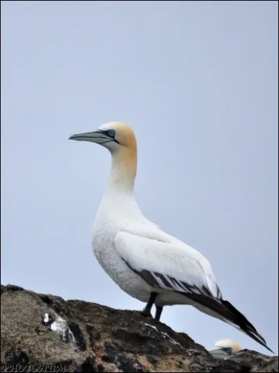 Comment s'appelle cet oiseau ?