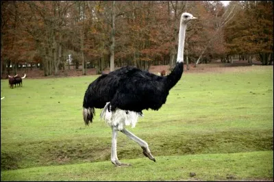 Comment s'appelle cet oiseau ?