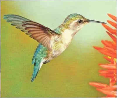 Quel est cet oiseau ?