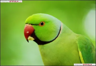 Comment s'appelle cet oiseau ?