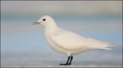 Quel est cet oiseau ?