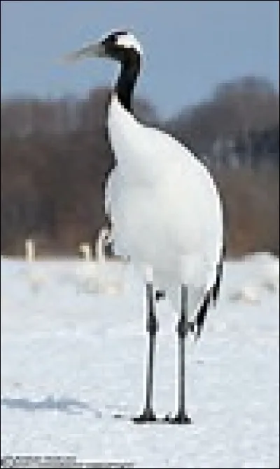 Comment s'appelle cet oiseau?