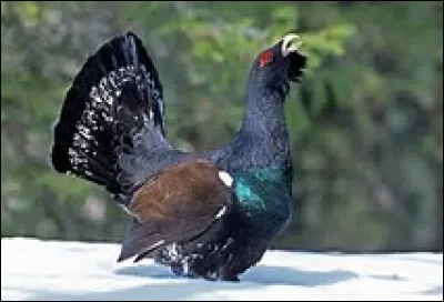 Quel est cet oiseau ?