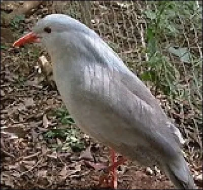 Comment s'appelle cet oiseau ?