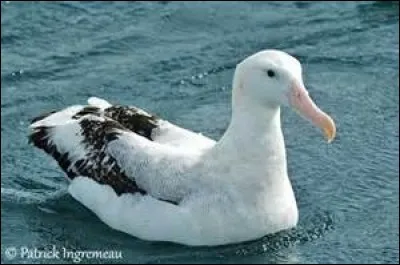 Quel est cet oiseau ?