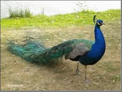 Comment s'appelle cet oiseau ?