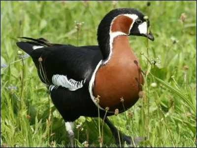 Quel est cet oiseau ?