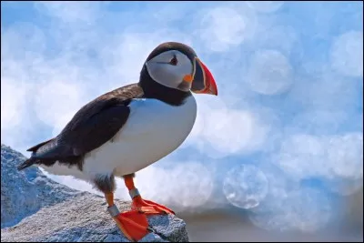 Quel est cet oiseau ?