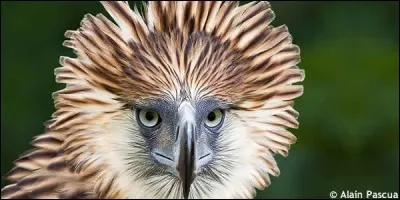 Comment s'appelle cet oiseau ?