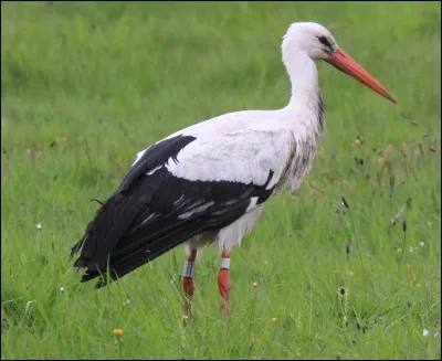 Quel est cet oiseau ?