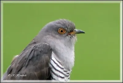 Comment s'appelle cet oiseau ?