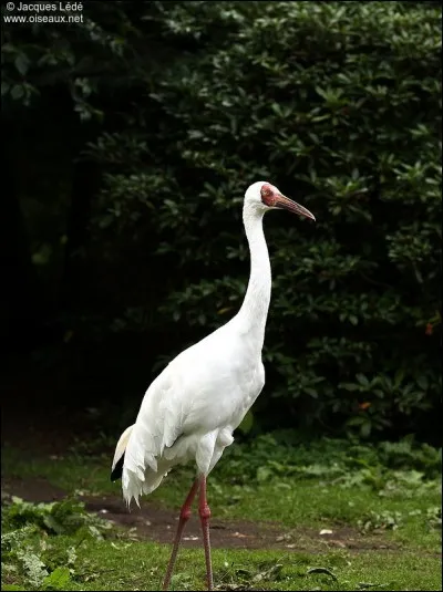 Quel est cet oiseau ?