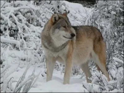 Quel est le nom latin du loup gris ?