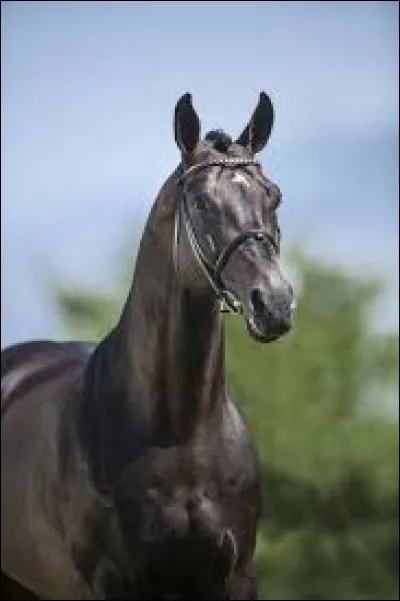 En Allemagne, à quoi sert le holsteiner ?