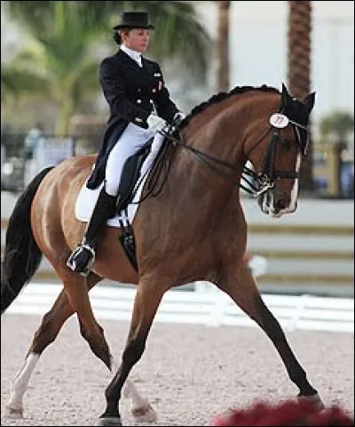 Le holsteiner est un excellent cheval de...