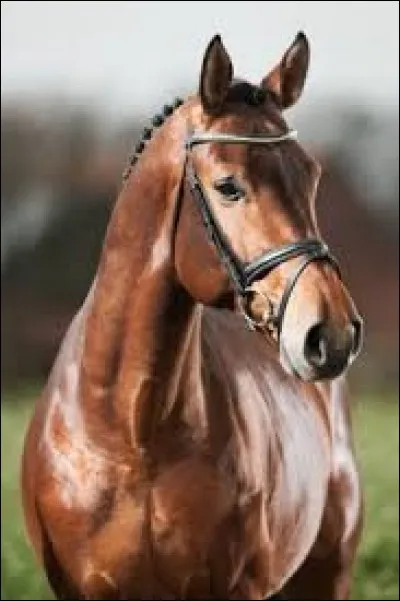 De quelle origine est-il ?