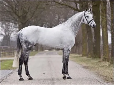 Combien mesure environ le holsteiner ?