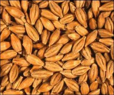 Quel est le nom de cette céréale ?