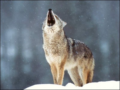 De quel terme latin vient le mot "loup" ?