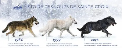 Quelles sont les caractéristiques générales des loups ?