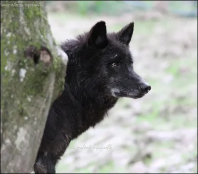 Comment s'appelle la sous-espèce de loups en Europe ?