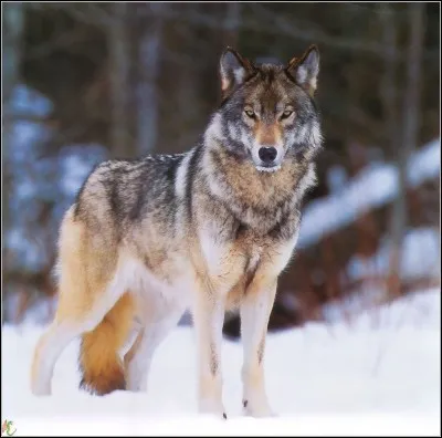 Quel est son nom en latin ?