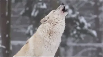 Pour finir, les loups sont :