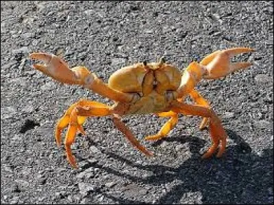 Quel est le nom scientifique du crabe ?