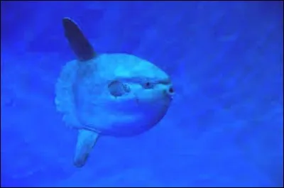 Quel est le nom scientifique du poisson-lune ?