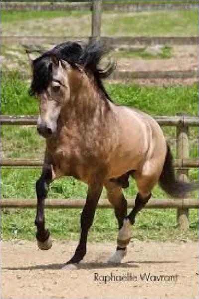 Sur la photo, le cheval a-t-il une liste ?