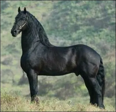 Combien mesure environ le Frison ?